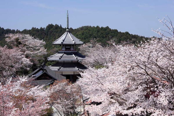 【鳥取県内発】 世界遺産「吉野千本桜」と多武峯「談山神社」・大阪2つの桜めぐり 2日間2